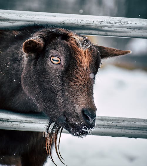 Dark brown goat with beard in corral peeping out of metal railings on snowy winter day