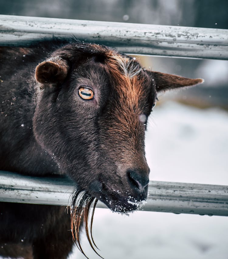 Goat With Beard Behind Metal Fence