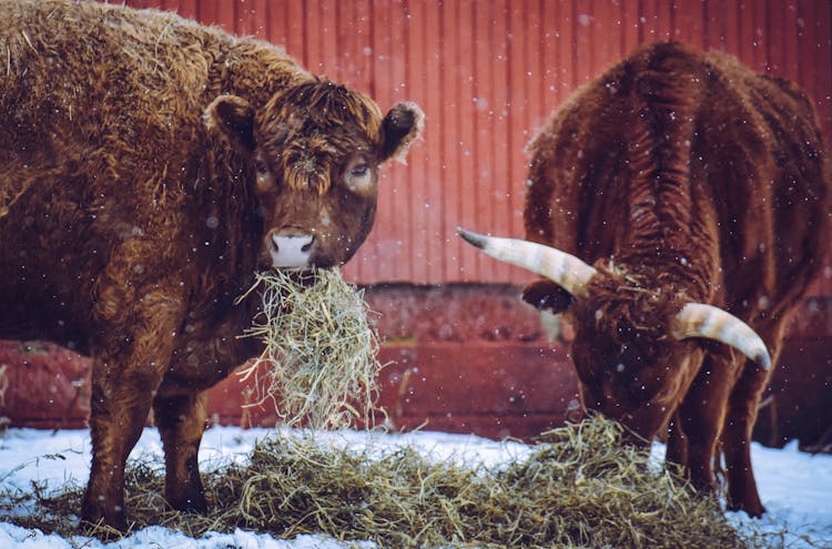 Bulls Eating Hay On Winter Day