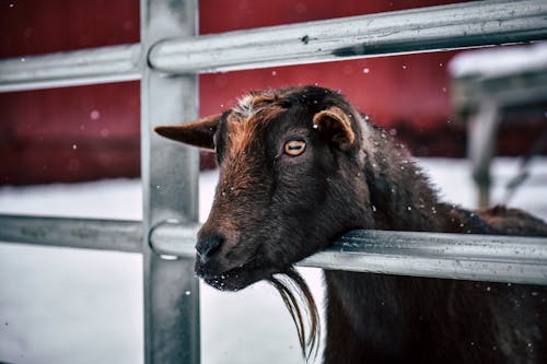 Ilmainen kuvapankkikuva tunnisteilla aita, eläin, eläinkunta