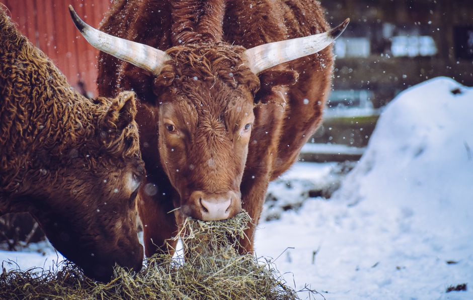 34. Round Bale Feeder: Which Type Wastes the Least Hay and Saves You Money? 34. Round Bale Feeder: Which Type Wastes the Least Hay and Saves You Money?