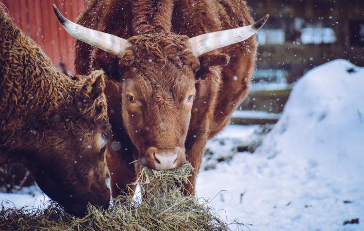 Brown Cows Feeding On Hay 