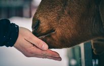 Man feeding brown cow with hand