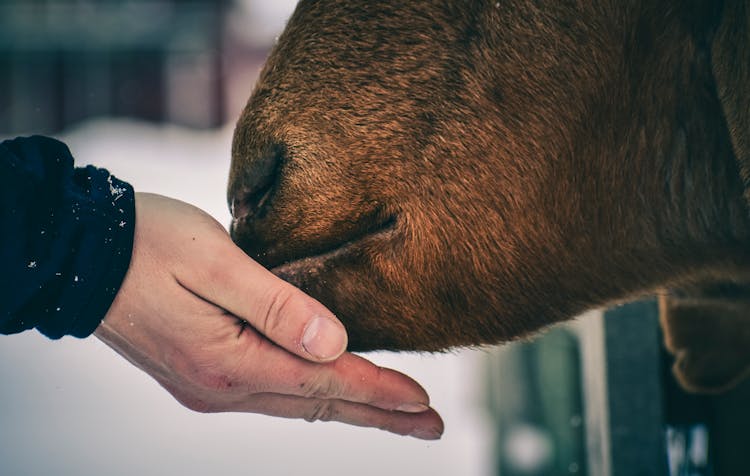 Man Feeding Brown Cow With Hand