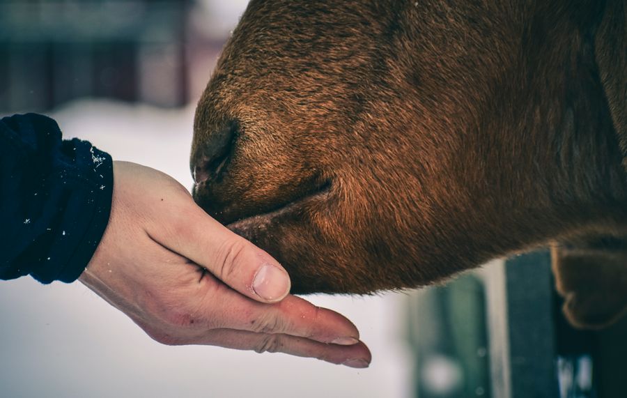 A caretaker's hand gently feeding and comforting a rescued cow, the kind of daily care given at Shree Gau Kalyan Foundation shelters