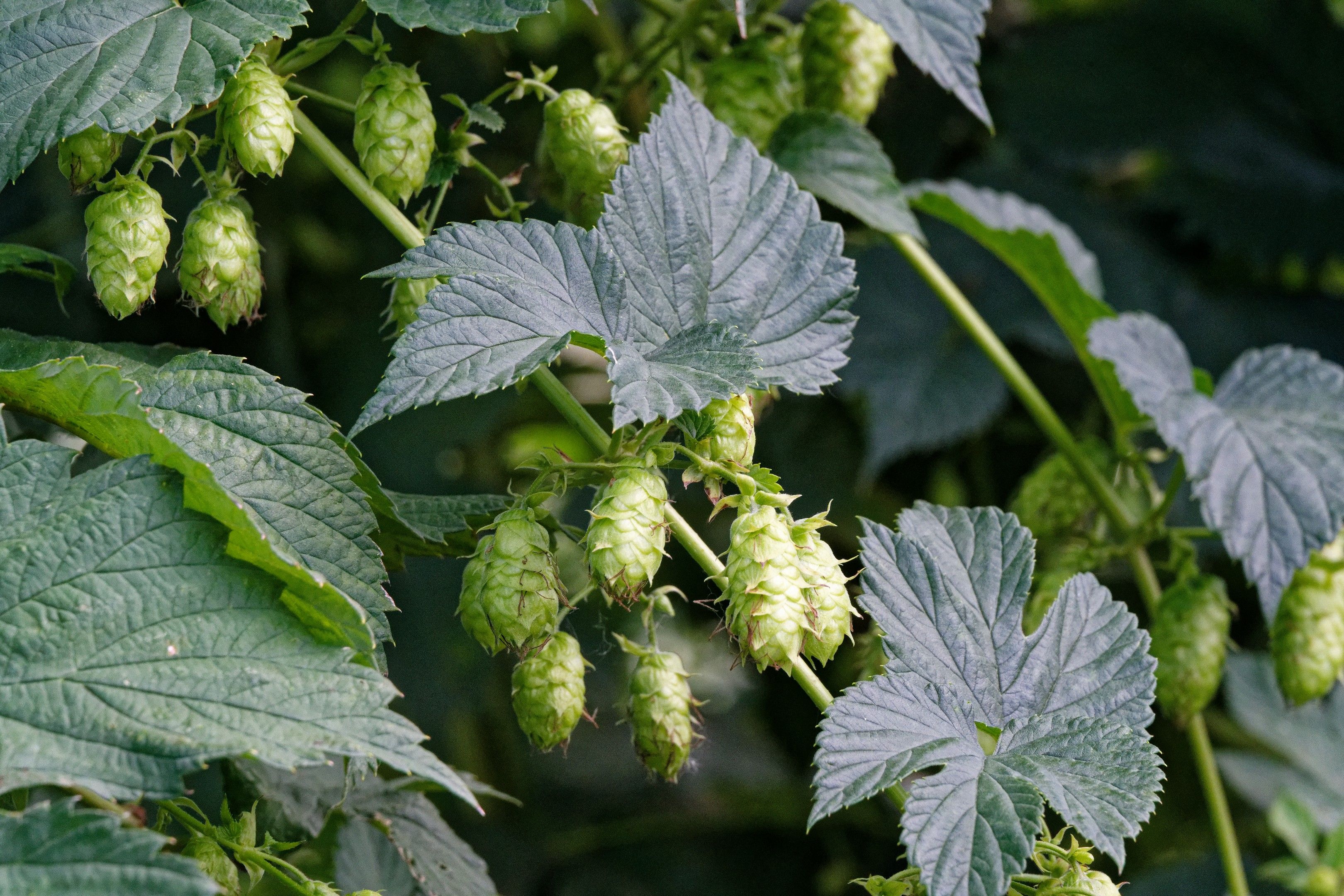 Hops Flowers Plant Profile