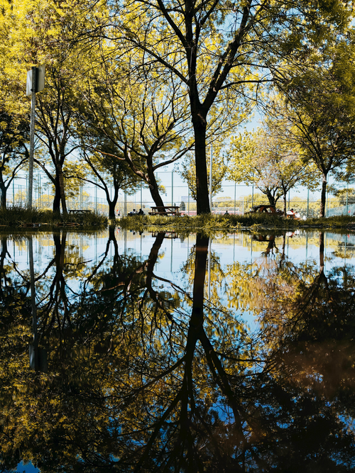 Free Calm park scene with tree reflections in water, creating a peaceful, natural ambiance. Stock Photo