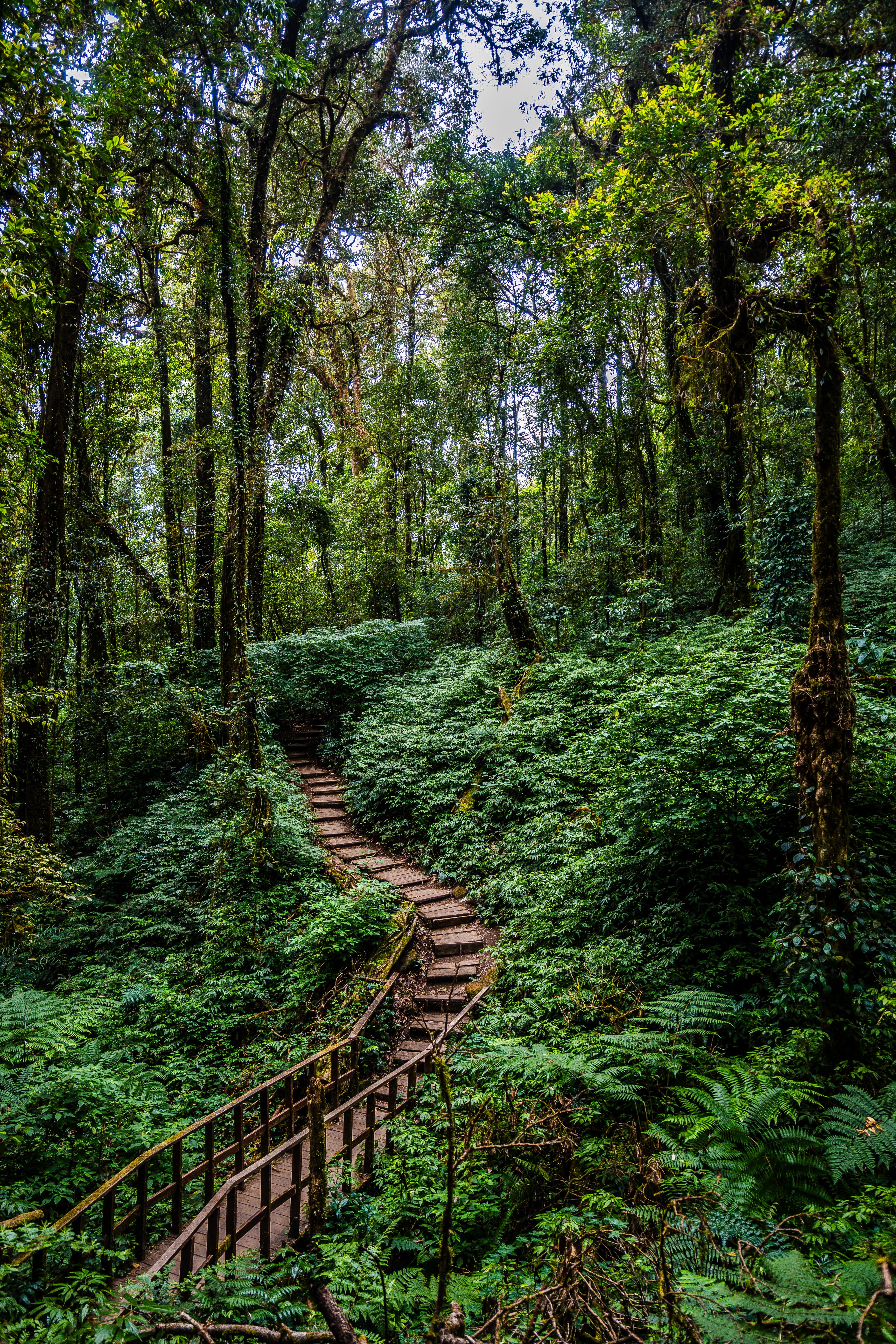Fotomural Explora un sereno sendero forestal rodeado de exuberante vegetación en el Parque Nacional Doi Inthanon, Tailandia.