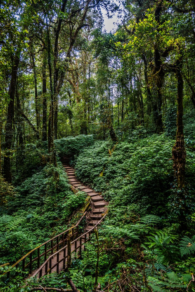 A forest trail in Thailand, illustrative photo