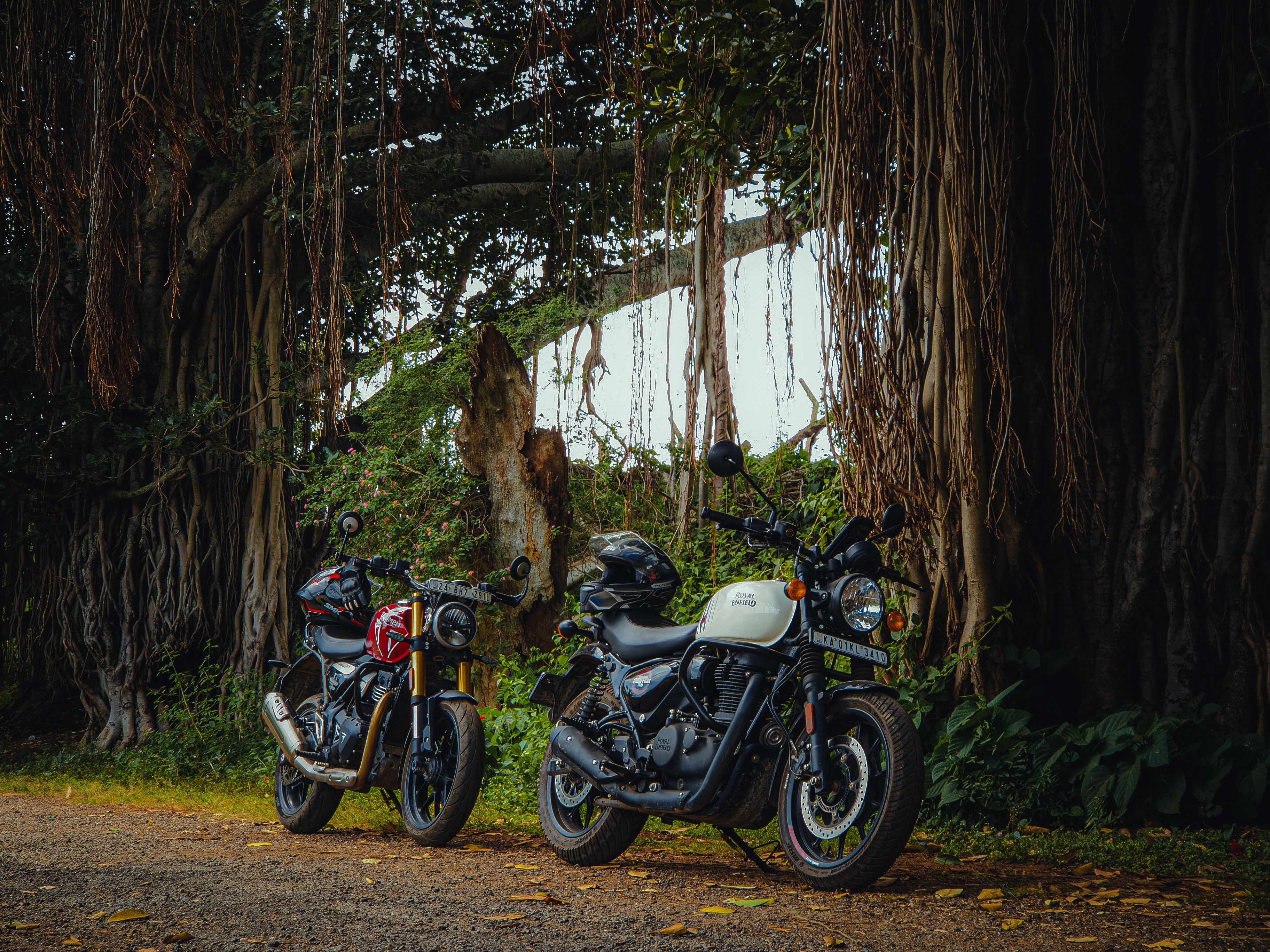 Motorcycles Parked Under a Large Banyan Tree · Free Stock Photo