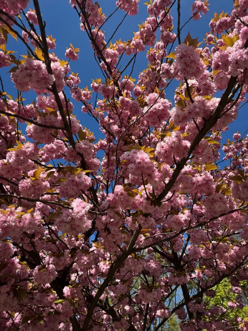 Free Vibrant cherry blossoms in full bloom under a clear blue sky. Stock Photo