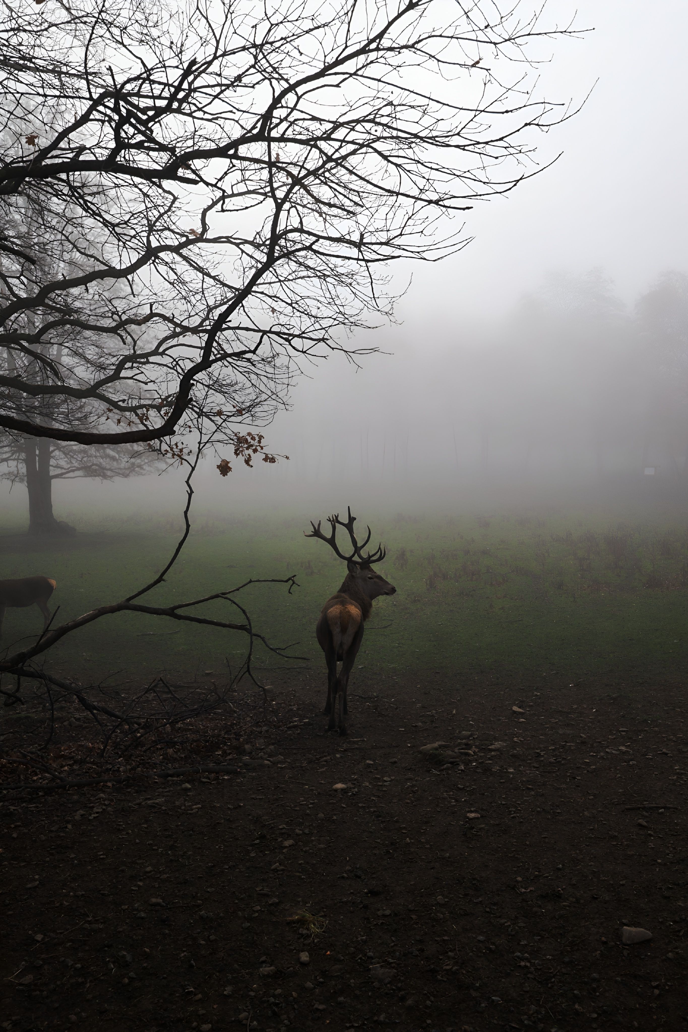 Deer Resting in Misty Forest Landscape · Free Stock Photo