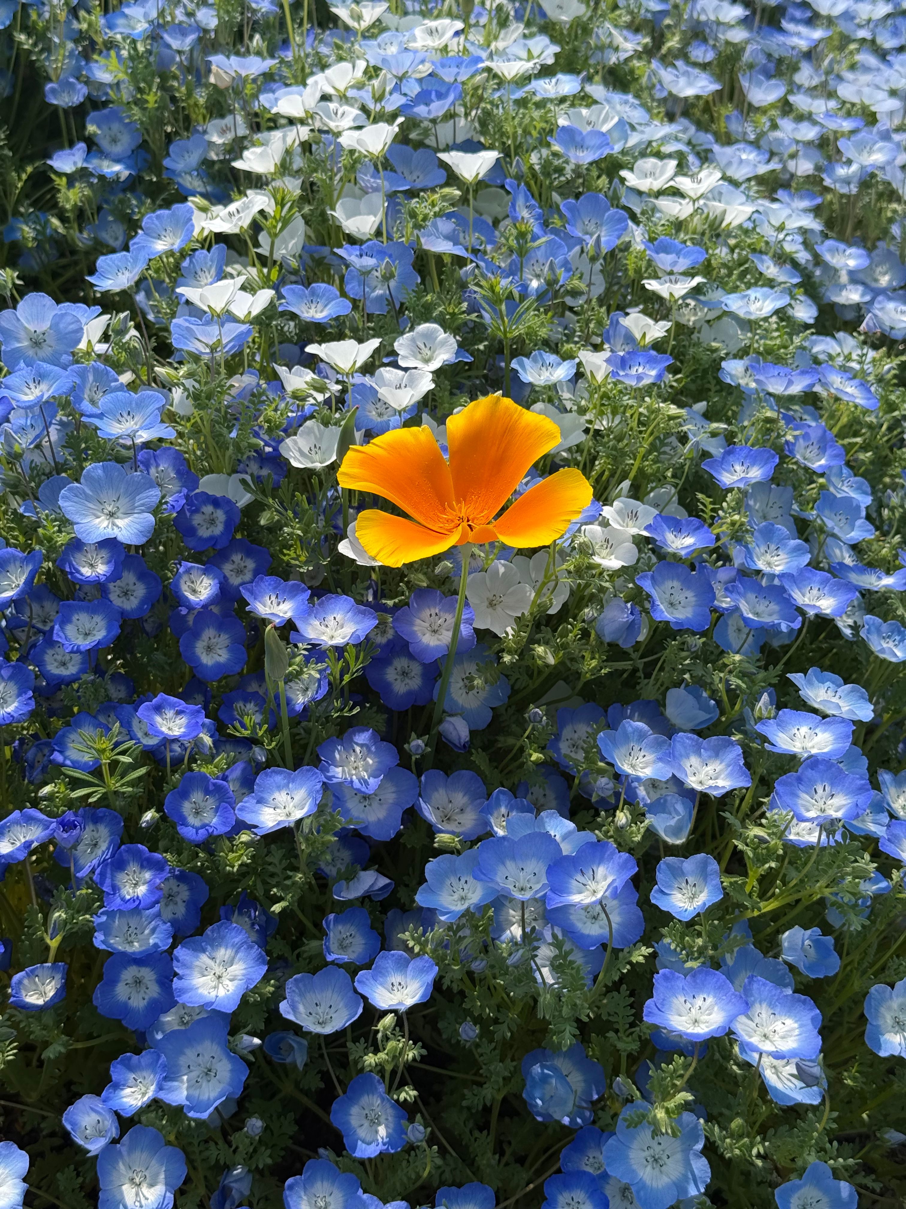 Nemophila Photos, Download The BEST Free Nemophila Stock Photos