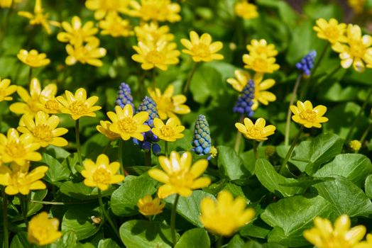 Vibrant yellow and blue wildflowers in a lush spring garden showcasing nature's beauty.