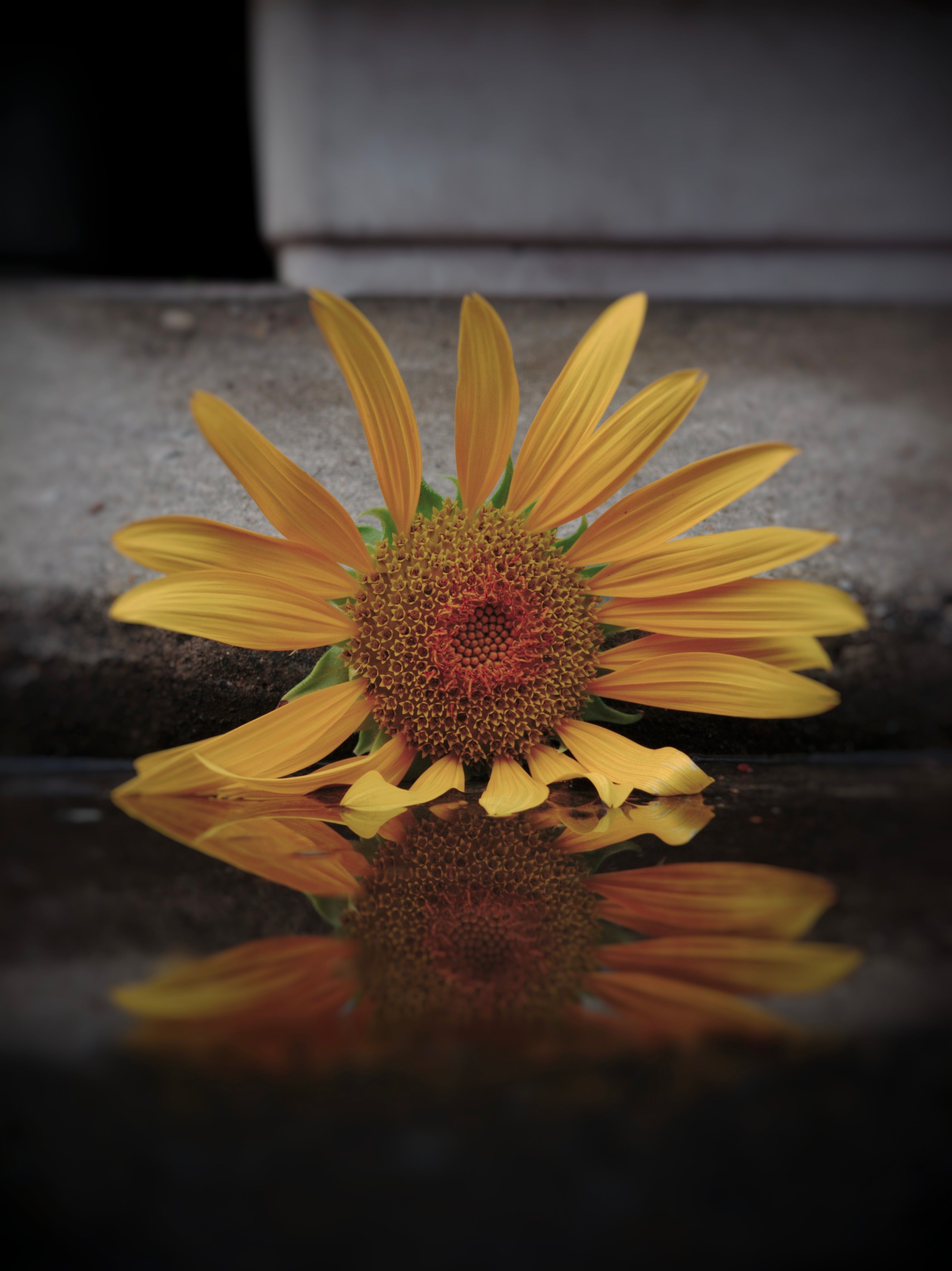 Sunflower Reflection in Still Water · Free Stock Photo