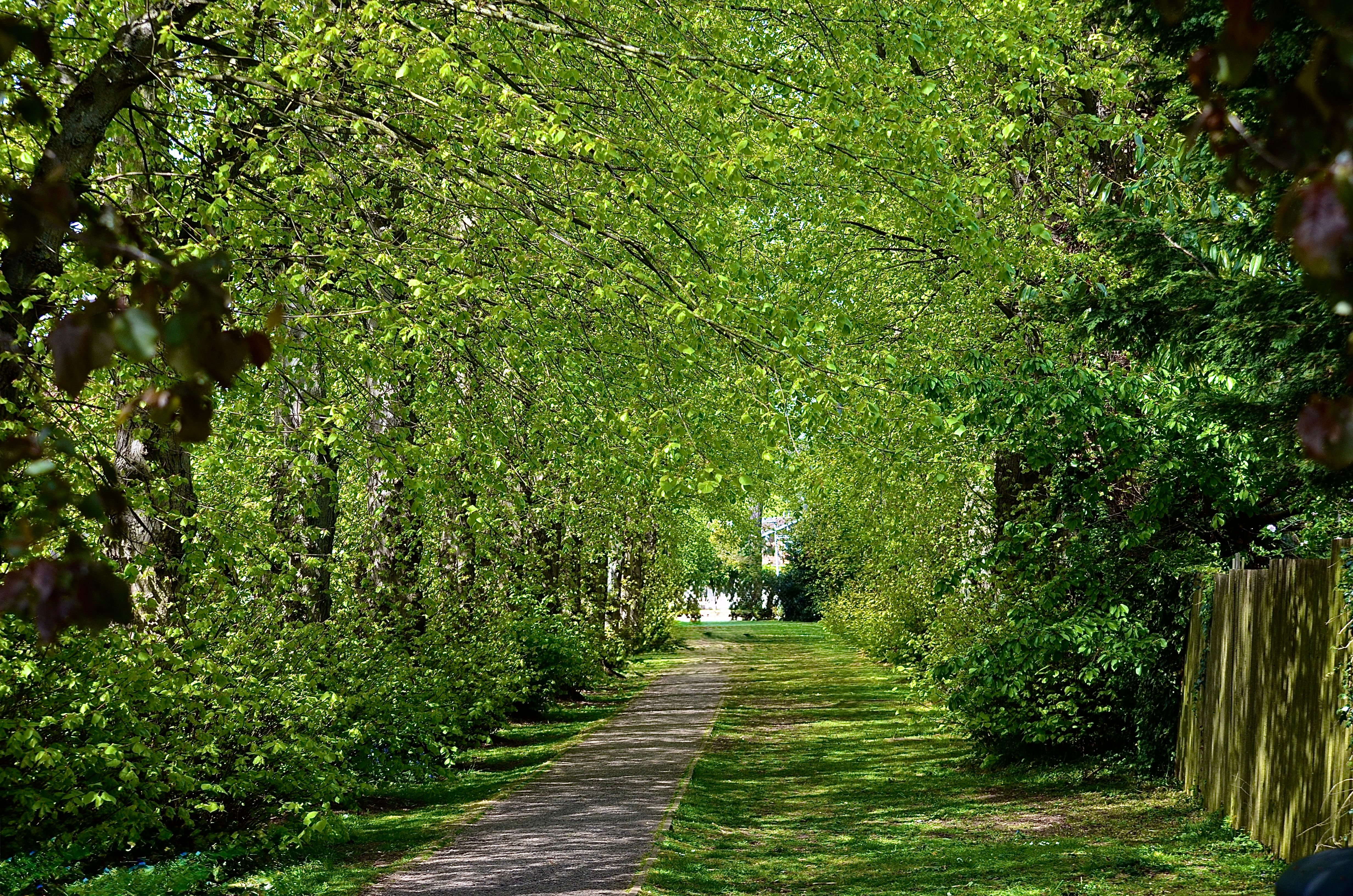 Serene Pathway Through Lush Green Trees · Free Stock Photo