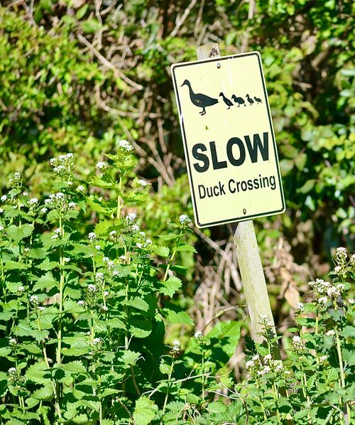 Free A 'Slow Duck Crossing' sign amidst lush greenery under bright sunlight. Stock Photo