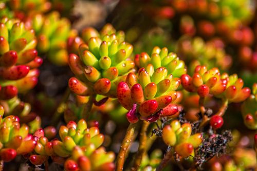 Free A vivid close-up of colorful succulent plants, capturing their natural beauty in sunlight. Stock Photo