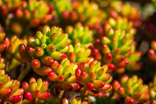 Free Close-up of colorful succulents with red and green hues, showcasing nature's vibrant beauty and texture. Stock Photo
