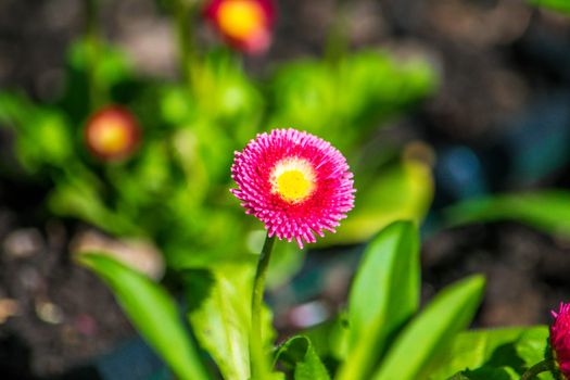 Close-up of a vibrant English Daisy showcasing floral beauty in a spring garden.
