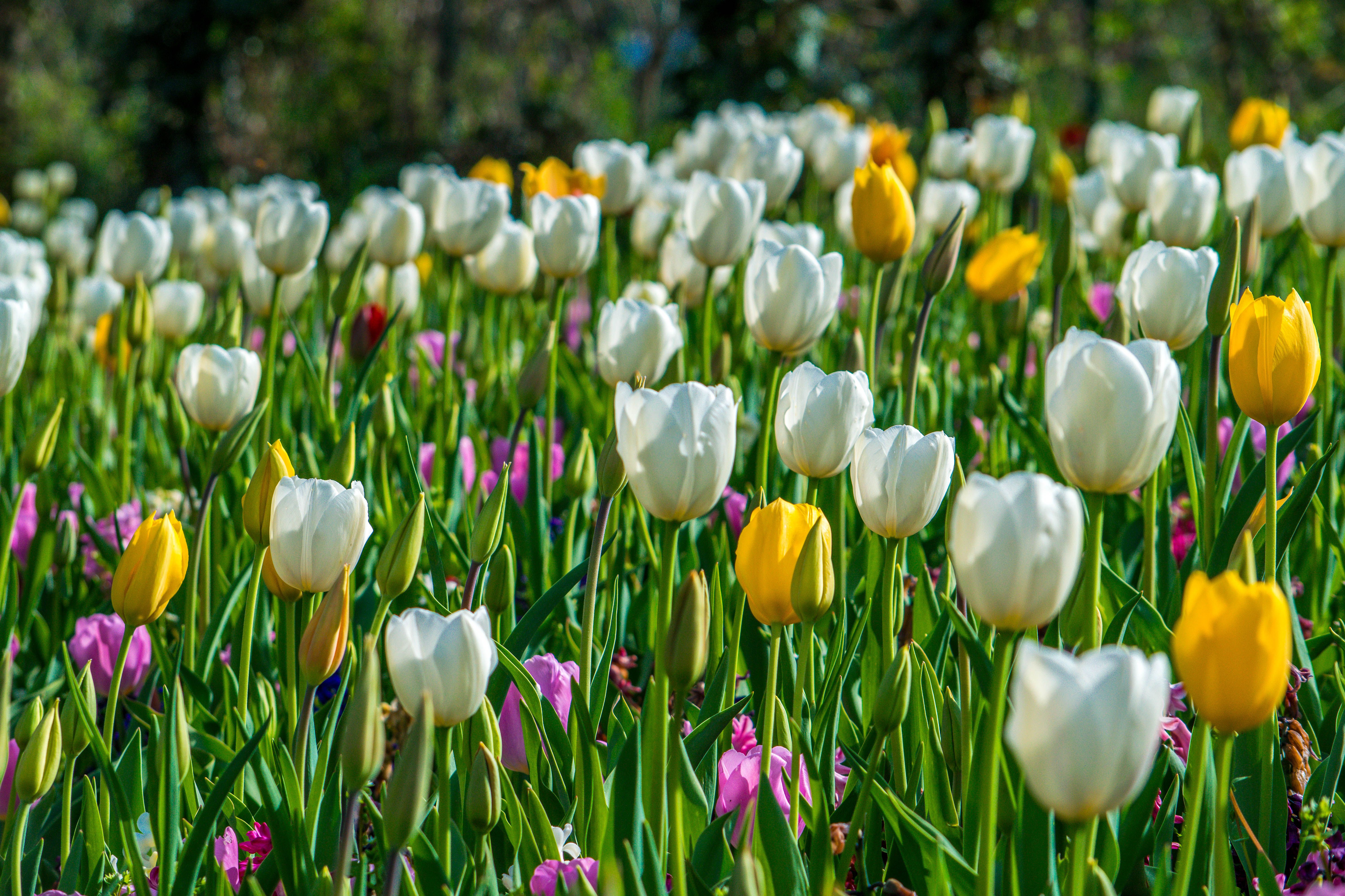 Weelderige bloementuin met geurende rozen en lavendel.