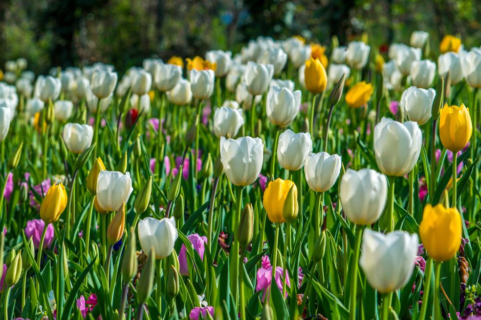 Weelderige bloementuin met geurende rozen en lavendel. Weelderige bloementuin met geurende rozen en lavendel.
