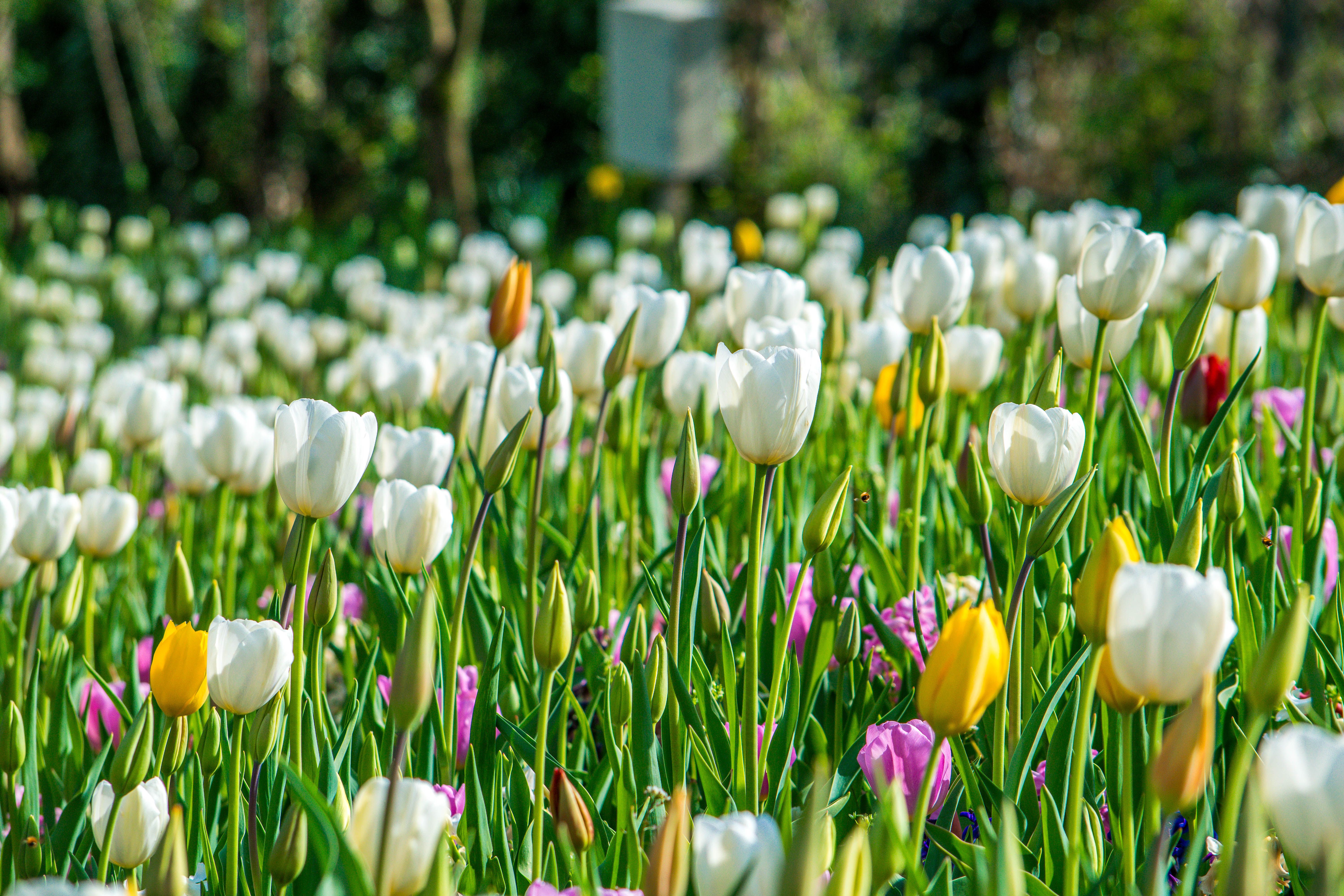Felle tulpen bloeien in zonovergoten bloementuin.