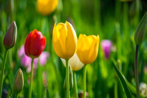 Free Colorful tulips blooming vividly in a sunlit spring garden, showcasing nature's beauty. Stock Photo