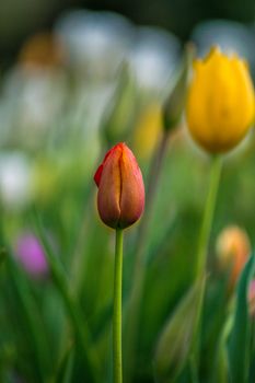 Close-up of a vibrant tulip bud amidst a field of colorful flowers, heralding spring.