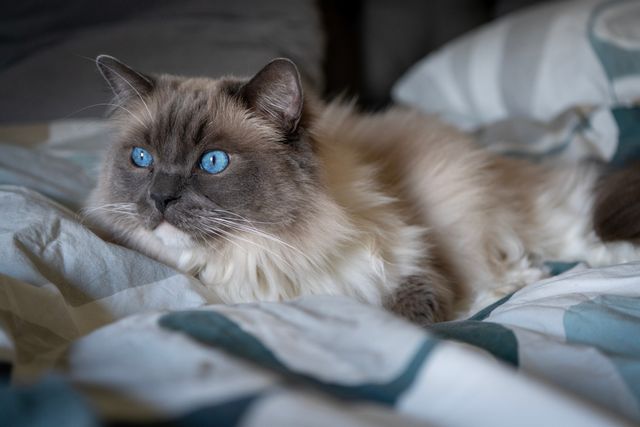 A Ragdoll perfectly relaxed on the bed, the goal state for noisy nights