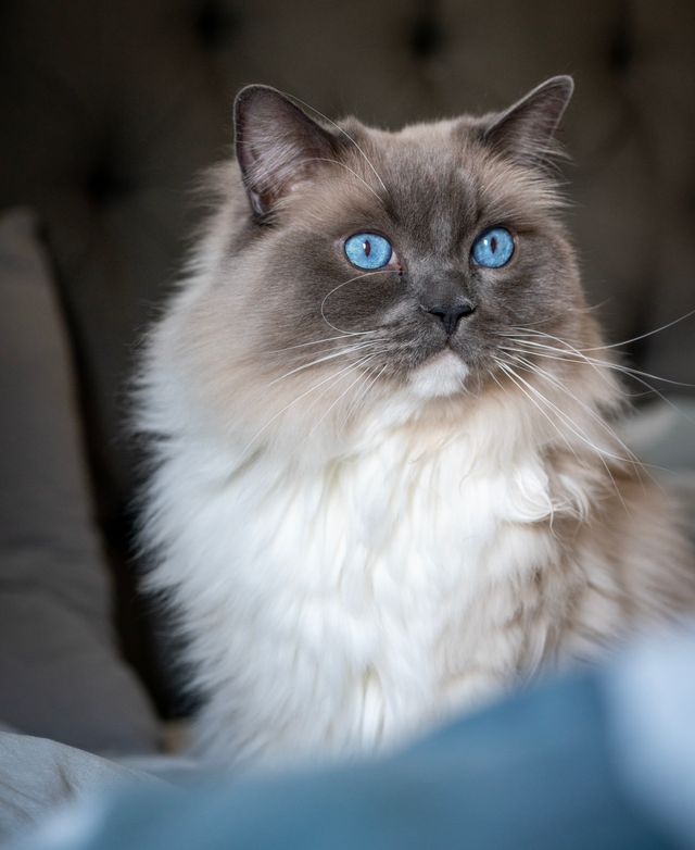A fluffy blue eyed cat sitting thoughtfully, weighing the options
