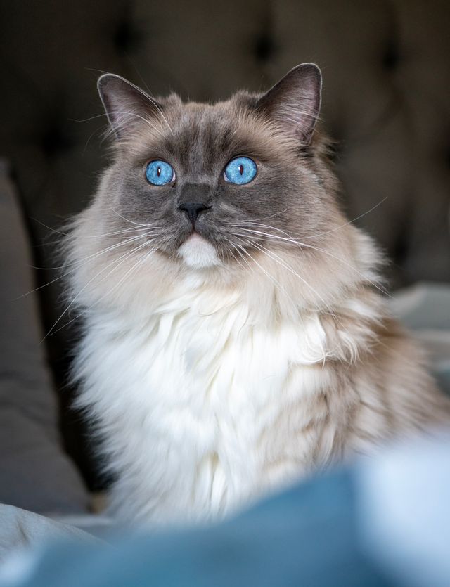 A Ragdoll queen in close portrait, the calm centre of every good litter