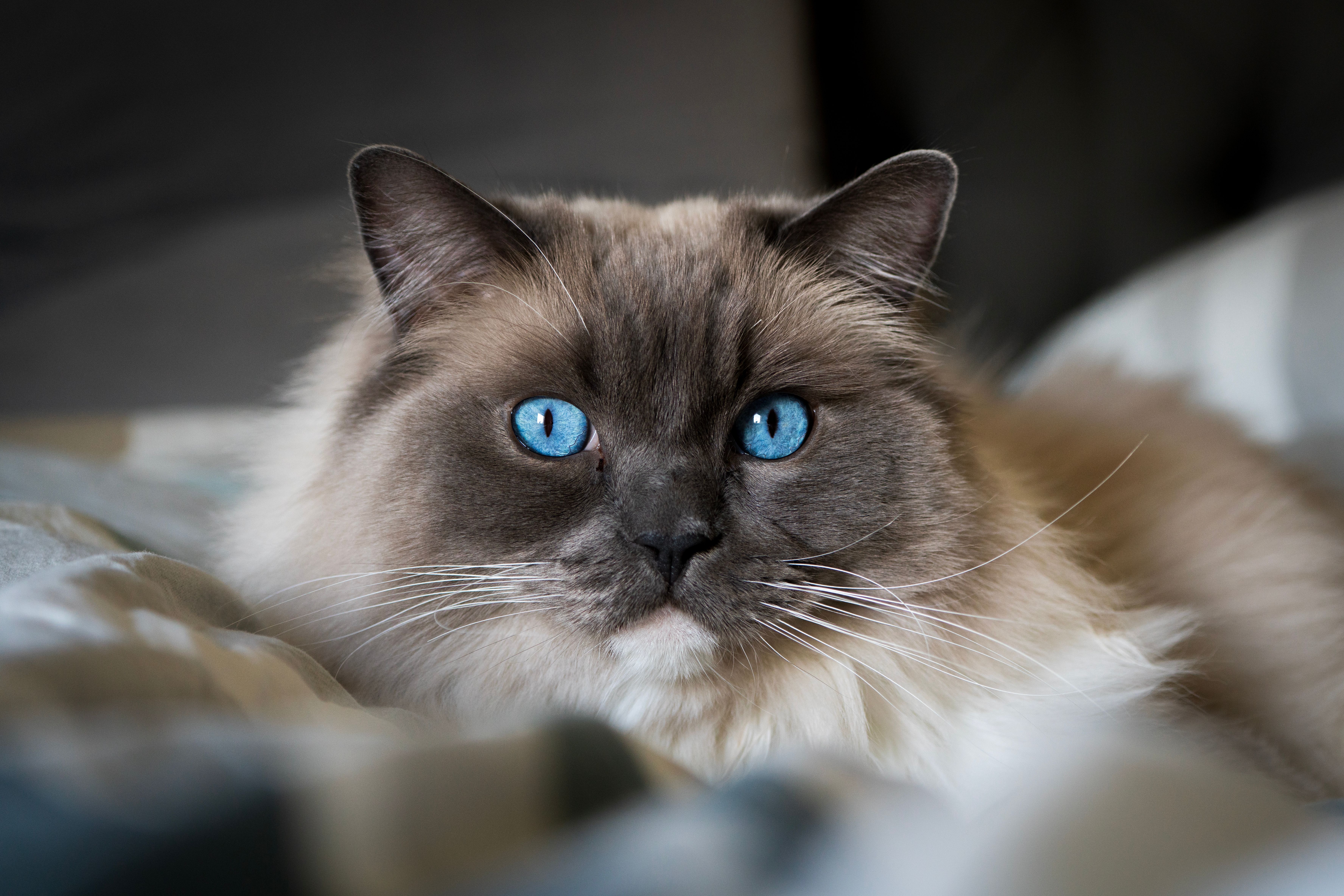 6 Most Affectionate Cat Breeds for Cuddle Lovers