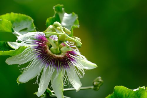Free Captivating close-up of a vibrant passionflower in full bloom outdoors, showcasing its intricate details. Stock Photo