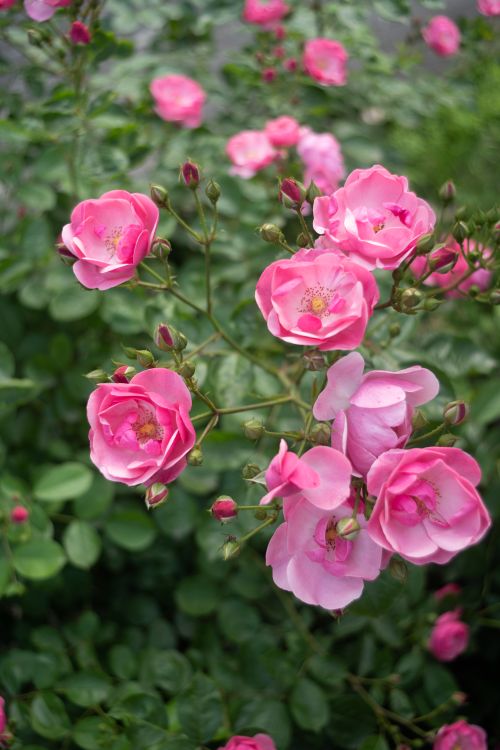 Free Close-up of vibrant pink Rosa Chinensis flowers blooming in lush greenery, perfect for nature-themed projects. Stock Photo