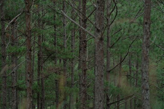 Explore the serene beauty of a dense pine forest with vibrant green foliage.