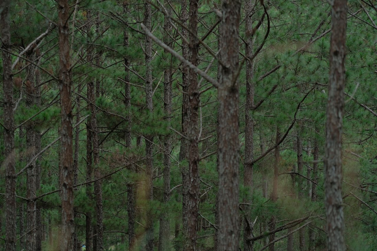 explore the serene beauty of a dense pine forest with vibrant green fo