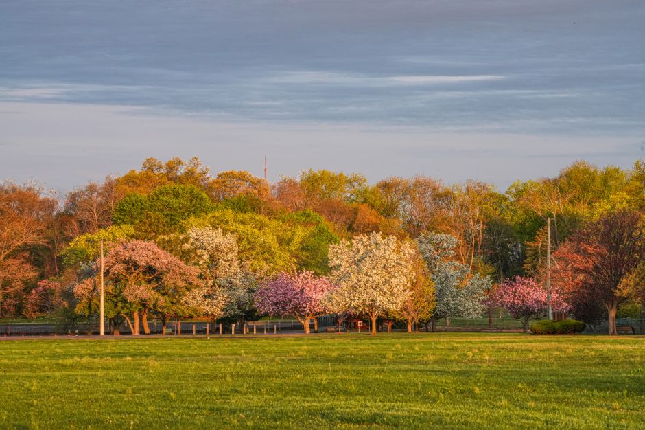 Breathtaking view of blooming cherry blossom trees in a lush green park under a clear blue sky.