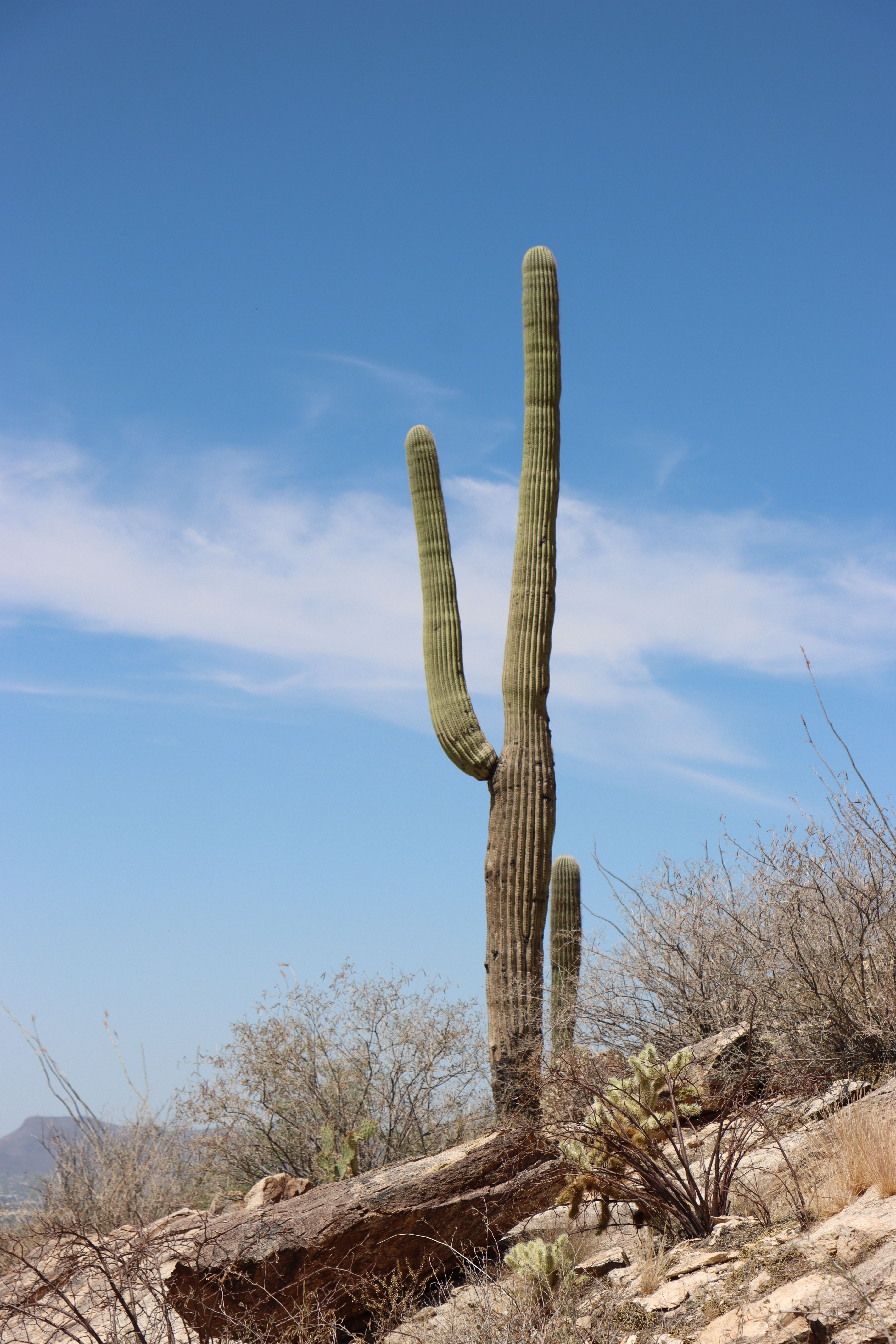 Majestic Saguaro Cactus in Tucson Desert · Free Stock Photo