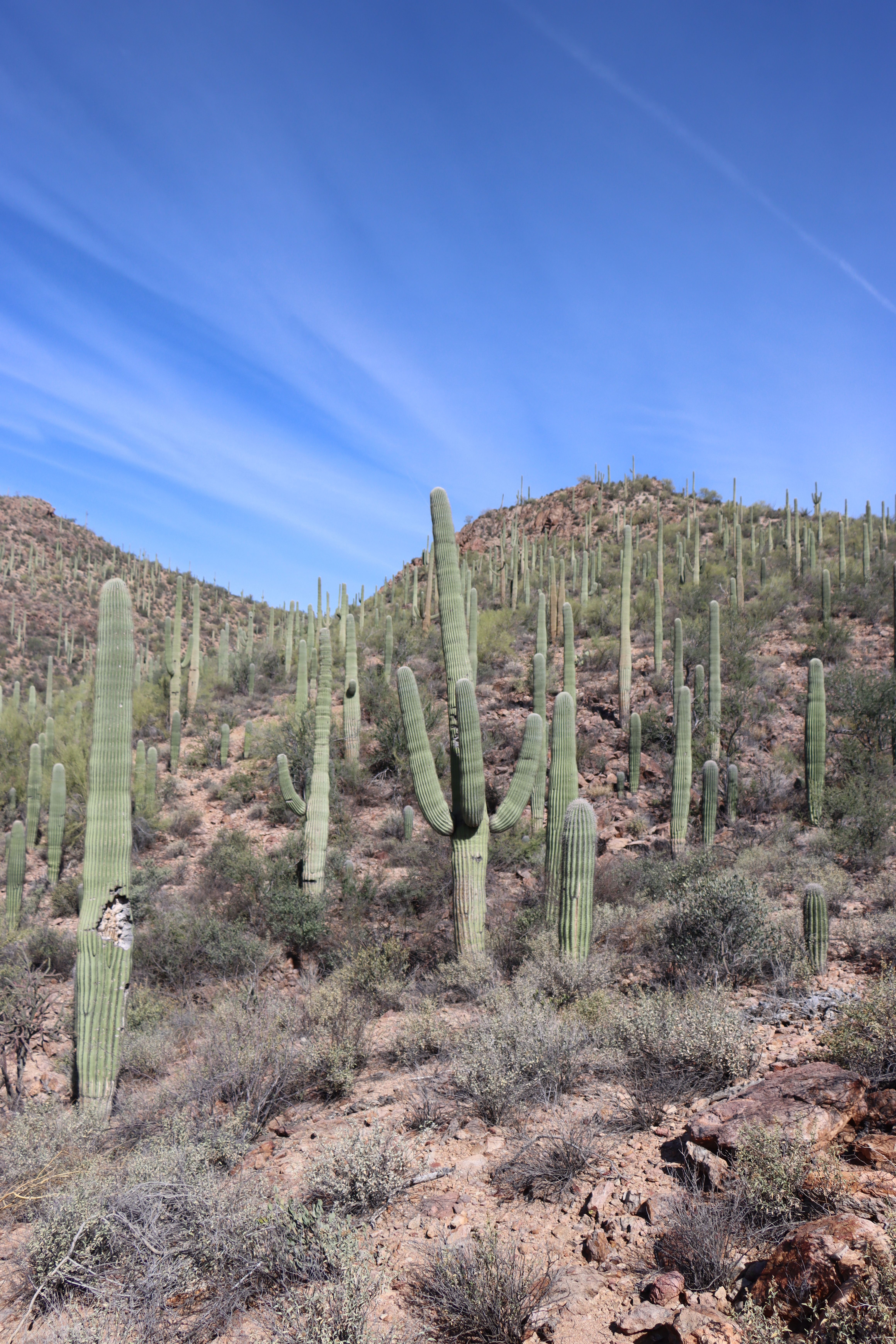 Majestic Saguaro Cacti in Tucson's Sonoran Desert · Free Stock Photo