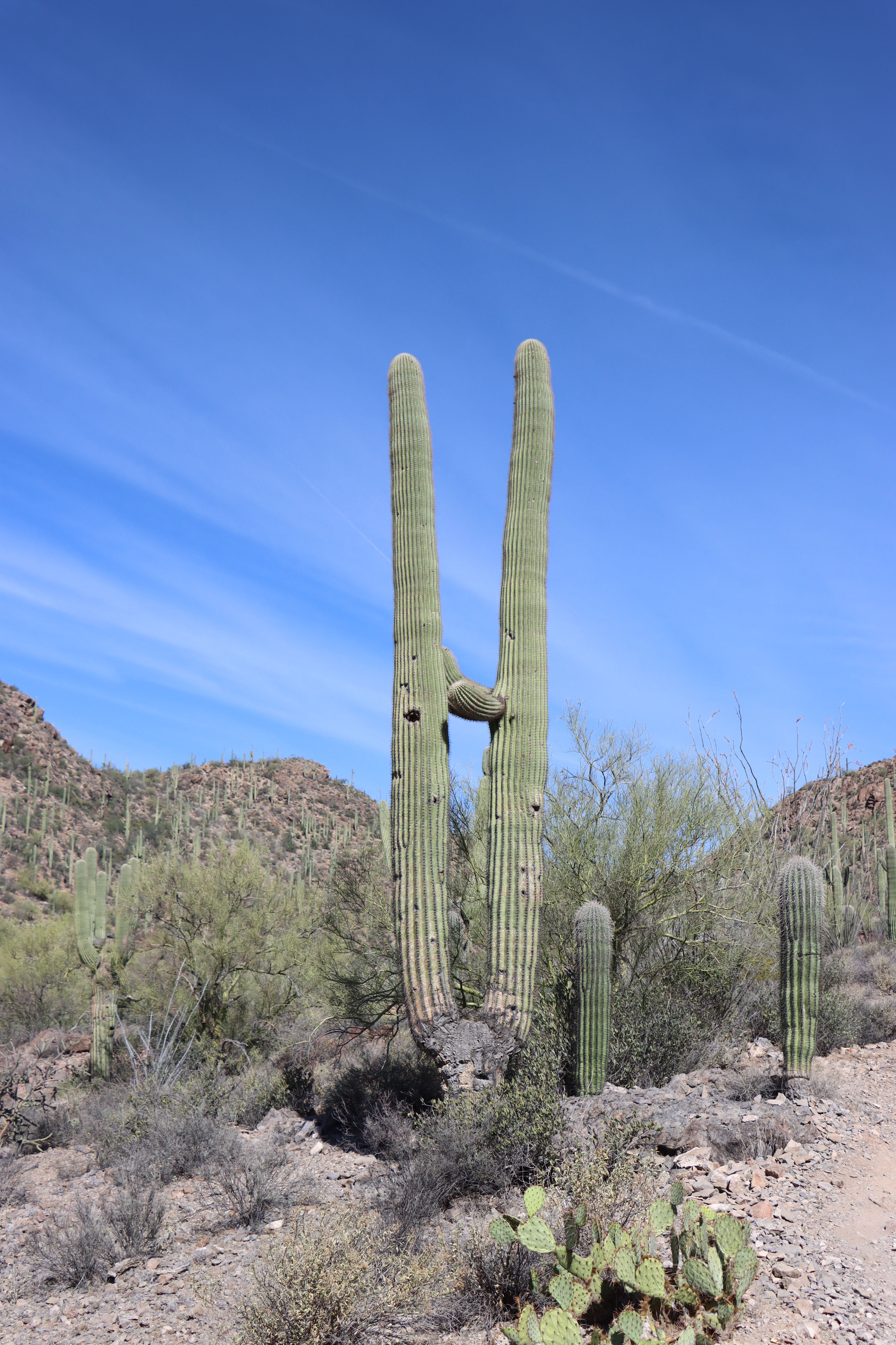 Stunning Saguaro Cactus in Sonoran Desert · Free Stock Photo