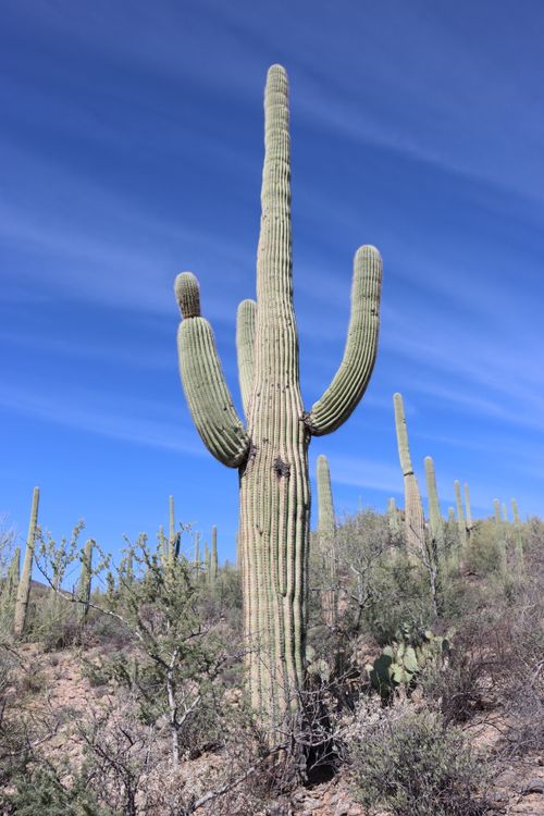 Free Majestic saguaro cactus on a sunny day in Tucson, Arizona, showcasing the beauty of the Sonoran desert. Stock Photo
