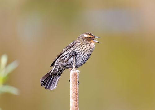 Free Close-up of a female Red-winged Blackbird perched on a reed, singing. Stock Photo