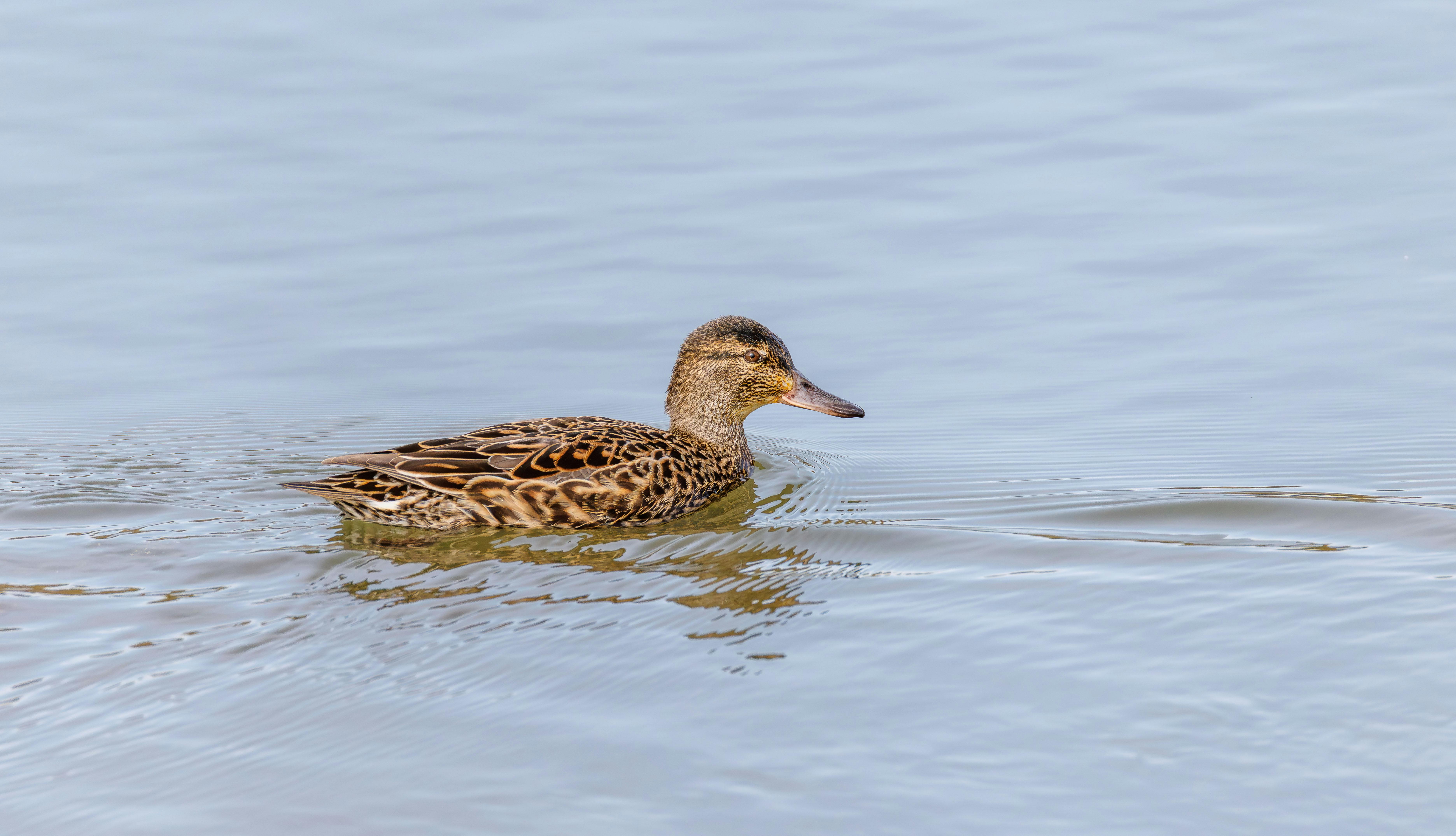 Duck Creek introduces insurance-focused Agentic AI Platform with new underwriting and claims tools — Photo by Veronika Andrew