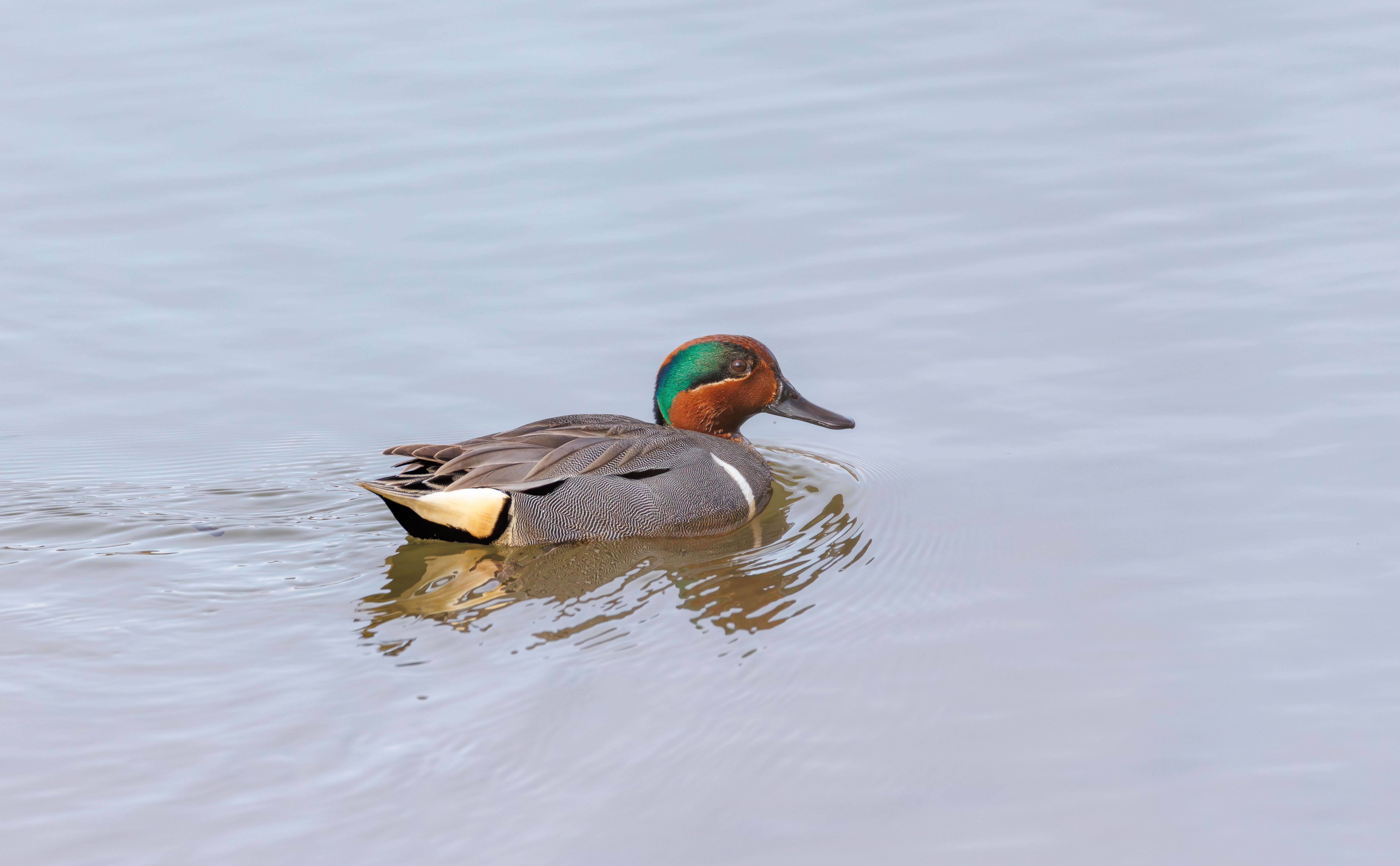 The Spinning Wing Teal Setup