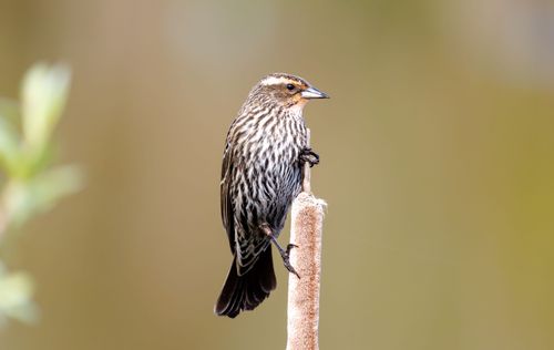 Free A female red-winged blackbird perched on a cattail in natural habitat. Stock Photo