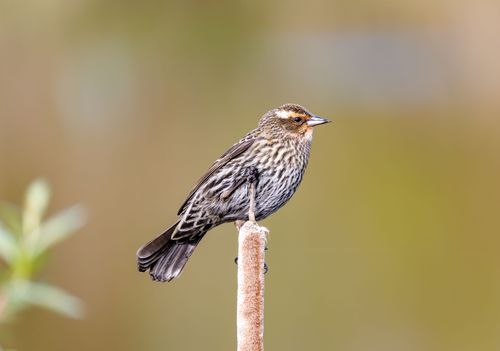Free A close-up image of a Red-Winged Blackbird perched on a cattail in natural surroundings. Stock Photo
