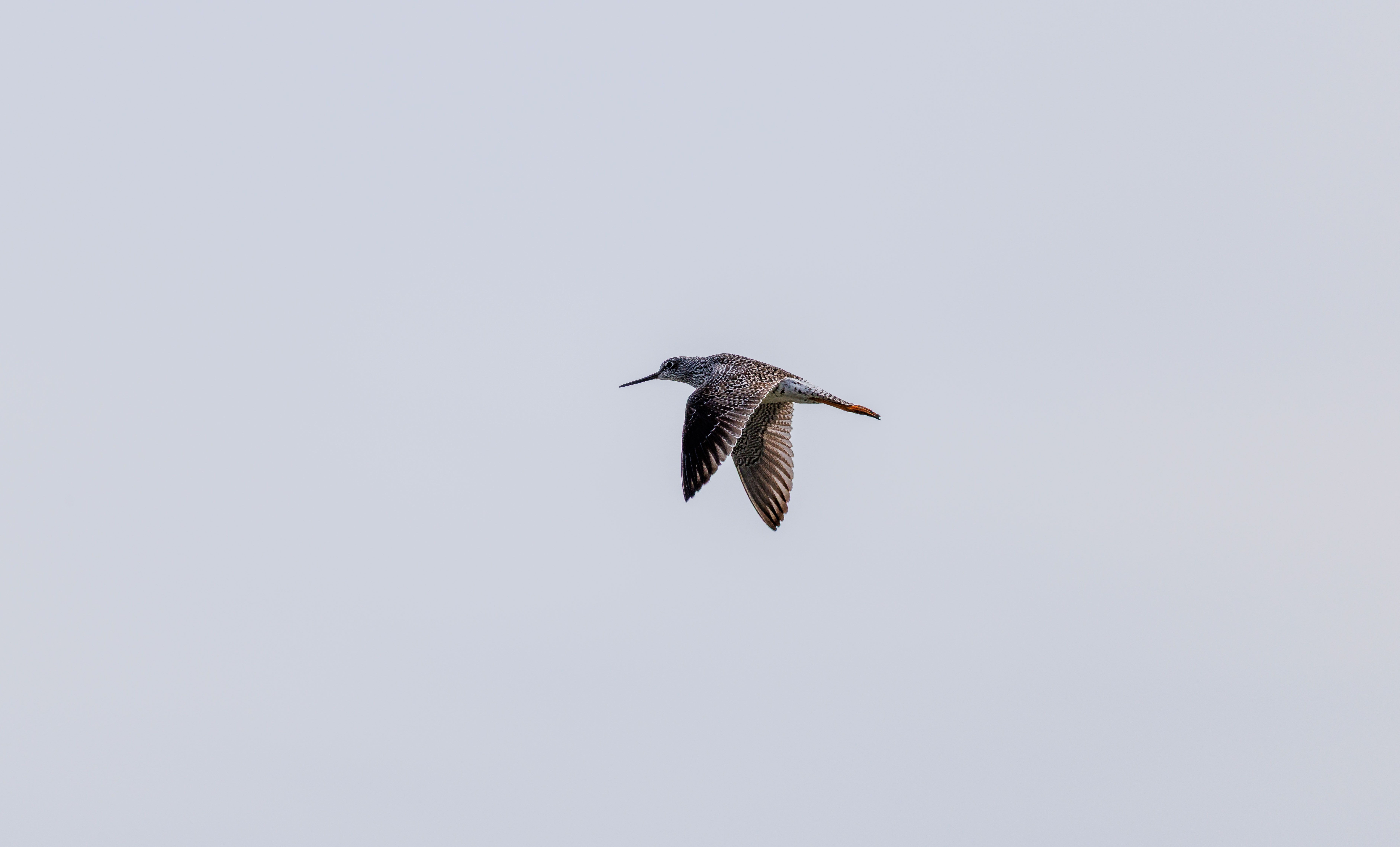 bird takes longest fly