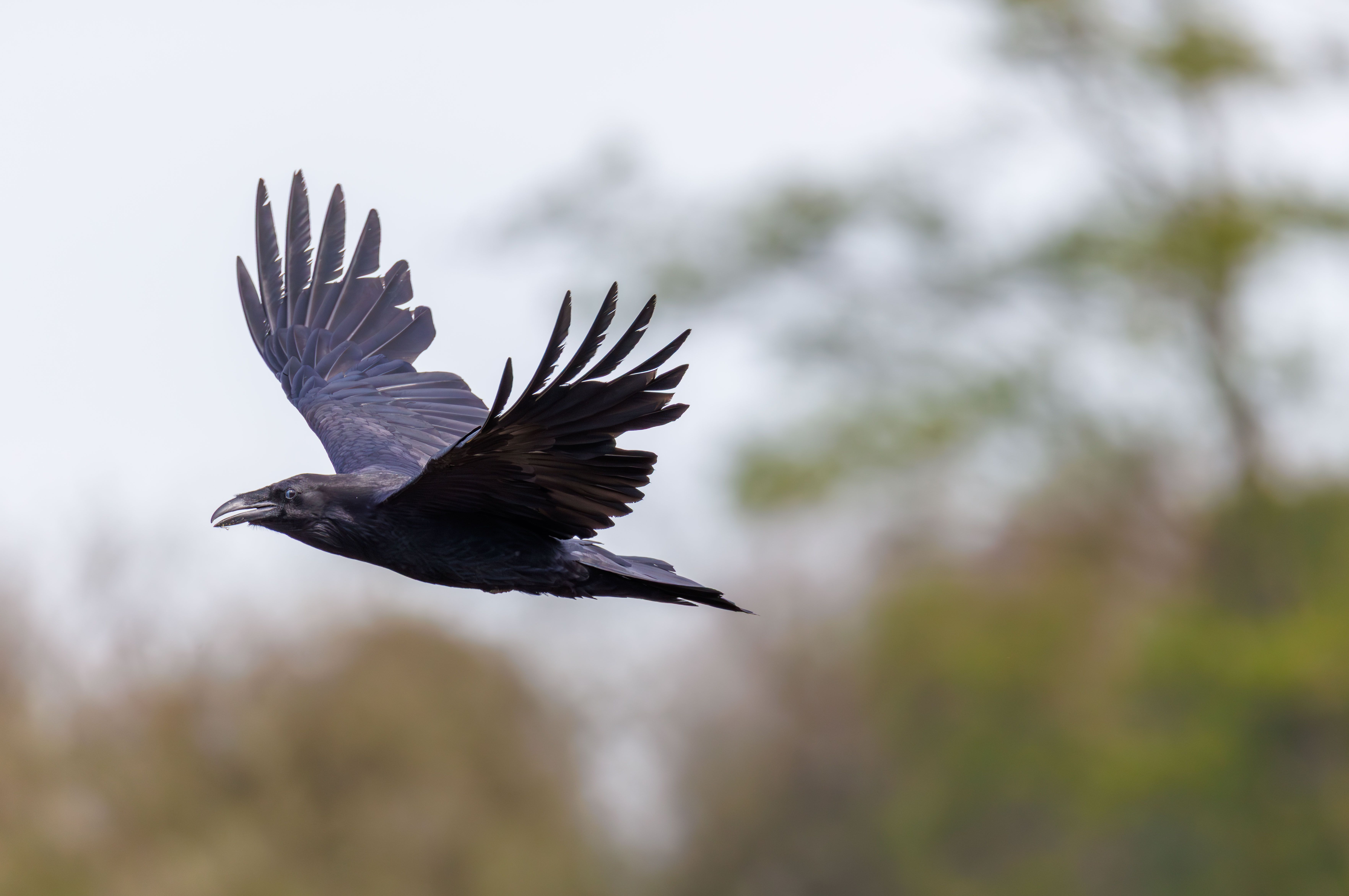 Majestic Raven in Mid-Flight over Blurred Foliage · Free Stock Photo