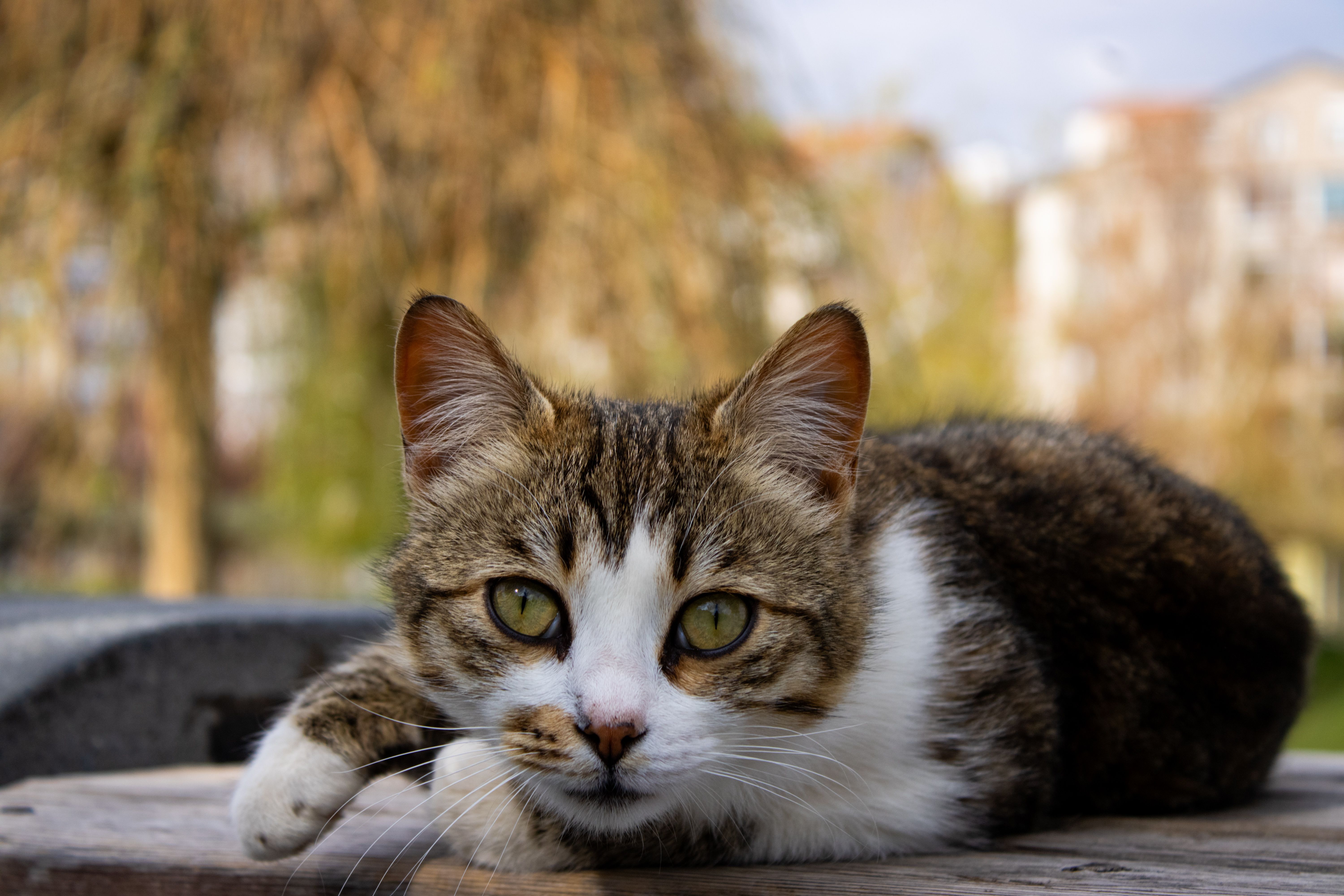 World Cat Vaccine - Market Analysis, Forecast, Size, Trends and Insights - IndexBox — Photo by Gizem toprak on Pexels